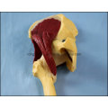 Type de bureau Modèle articulation de la hanche humaine avec des muscles modèle anatomique